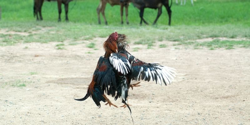Đá gà với các trận đấu kinh điển