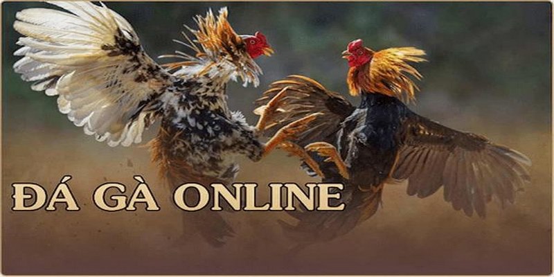 Đá gà trực tuyến