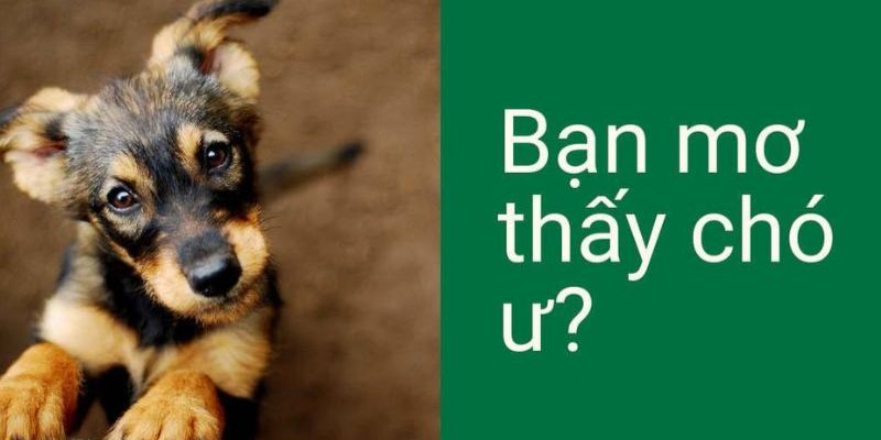 Giải mã nghĩa giấc mơ chó theo từng chi tiết