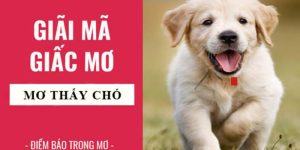 Nằm Mơ Thấy Chó Là May Hay Rủi? Gợi Ý Các Con Số Phát Tài