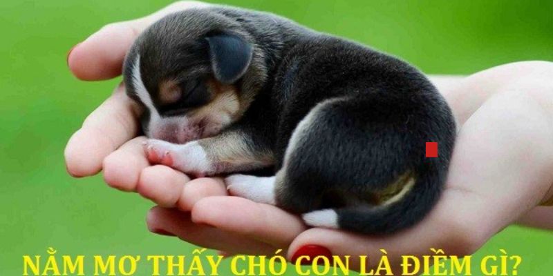Giải thích lý do vì sao nằm mơ thấy chó 